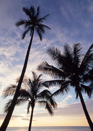 鹿児島中央駅すぐそば!東横INN鹿児島中央駅東口の魅力とお得な宿泊情報