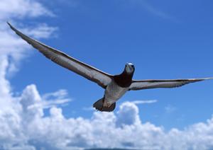 日光の鬼怒川温泉や旅を満喫できます
