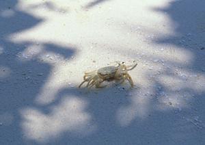 静岡県富士市のビジネスホテル「東横INN新富士駅南口」の詳細ガイドと魅力