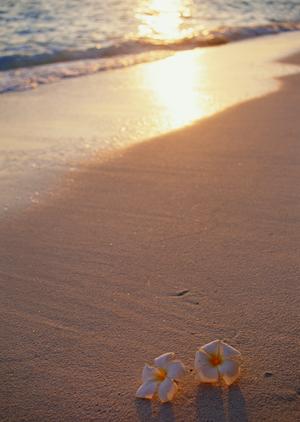 六本木で楽しめるアミューズメントポーカーの全て:ヒゲゴリラの魅力と店舗情報